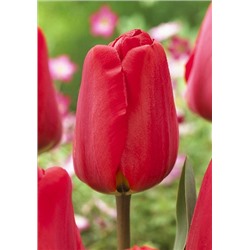 Апельдоорн (Tulipa Apeldoorn)