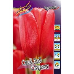 Скай Хай Скарлет (Tulipa Sky High Scarlet)