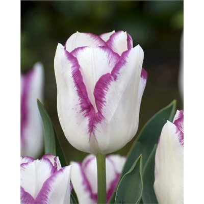 Эффэер (Tulipa Affaire 1)