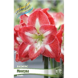 МИНЕРВА (MINERVA)