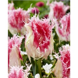 Дракенштейн (Tulipa Drakensteyn)