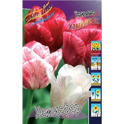 Хемисфер (Tulipa Hemisphere)