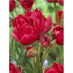 Эстатик (Tulipa Estatic)