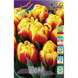 Шелл (Tulipa Shell)