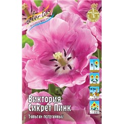 Виктория Сикрет Пинк (Tulipa%20Vicotria's%20Secret%20Pink)