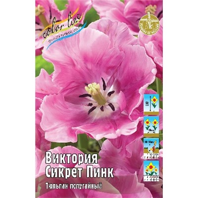 Виктория Сикрет Пинк (Tulipa%20Vicotria's%20Secret%20Pink)