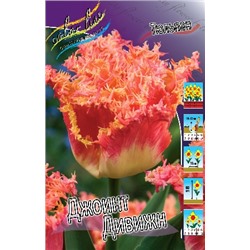 Джоинт Дивижн (Tulipa Joint Devision)
