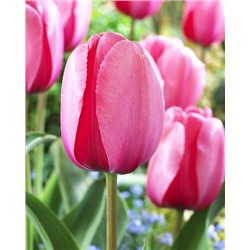 Пинк Импрешшн (Tulipa Pink Impression)