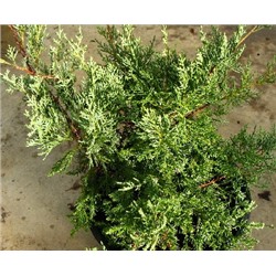 Juniperus media Pfitzeriana Glauca