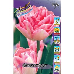 Фокстрот (Tulipa Foxtrot)