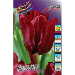 Маскара (Tulipa Mascara)