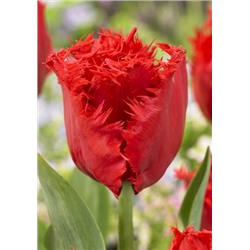 Индиана (Tulipa Indiana)