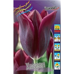 Хавран (Tulipa Havran)