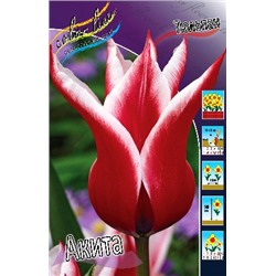 Акита (Tulipa Akita)