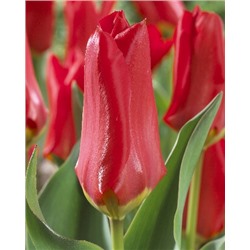 Мадам Лефебр (Tulipa Madame Lefeber)