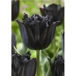 Фринджет Блэк (Tulipa Fringed Black)