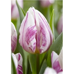 Флэминг Принс (Tulipa Flaming Prince)