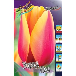 Уорлд Пис (Tulipa World Peace)