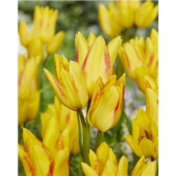 Роял Джоржет (Tulipa Royal Georgette)