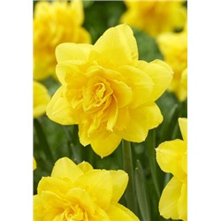 Йеллоу Парадиз (Narcissus Yellow Paradise)