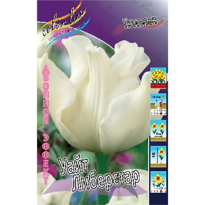 Уайт Либерстар (Tulipa White Liberstar)
