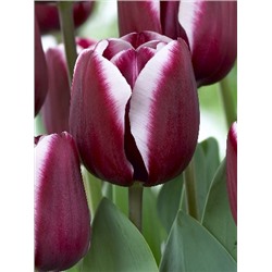 Фонтенбло (Tulipa Fontainebleau 1)
