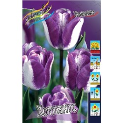 Хотпантс (Tulipa Hotpants)