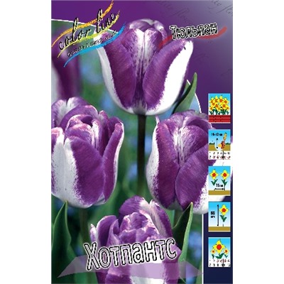Хотпантс (Tulipa Hotpants)