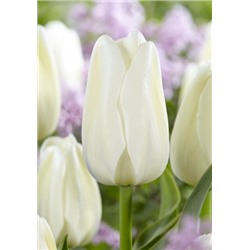Клиервотер (Tulipa Clearwater)