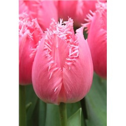 Кашарель (Tulipa Cacharel)