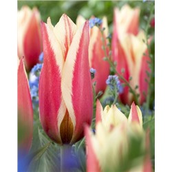 Глюк (Tulipa Gluck 1)