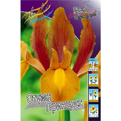 Отумн Принцесс (Iris hollandica Autumn Princess)