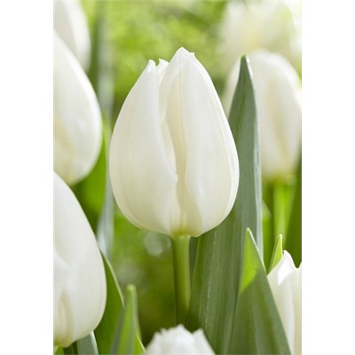 Уайт Марвел (Tulipa White Marvel)