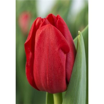 Хертбрейкер (Tulipa Heartbreaker)