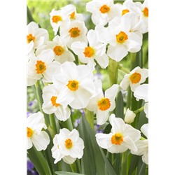 Гераниум (Narcissus Geranium)