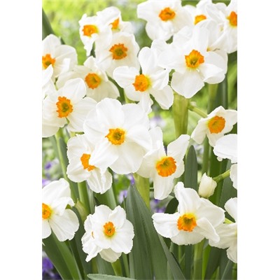 Гераниум (Narcissus Geranium)