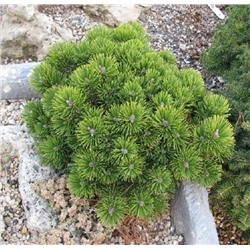 Pinus mugo Sherwood Compact