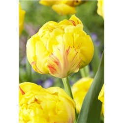 Йеллоу Маргарита (Tulipa Yellow Margarita)