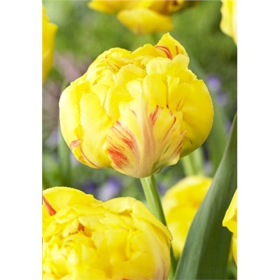 Йеллоу Маргарита (Tulipa Yellow Margarita)
