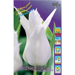 Трес Шик (Tulipa Tres Chic)
