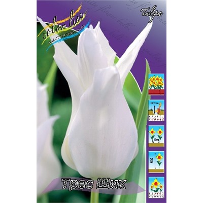 Трес Шик (Tulipa Tres Chic)