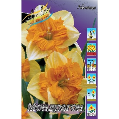 Мондрагон (Narcissus Mondragon)