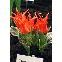 Ригас Баррикадес (Tulipa Rigas Baricades)