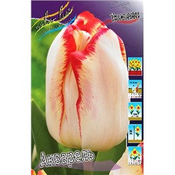 Акварель (Tulipa Aquarel)
