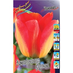 Американ Дрим (Tulipa American Dream)