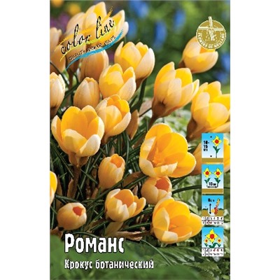 Романс (Crocus chrysanthus Romance)