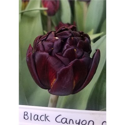 Блэк Каньон (Tulipa Black Canyon)