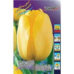 Голден Парад (Tulipa Golden Parade)