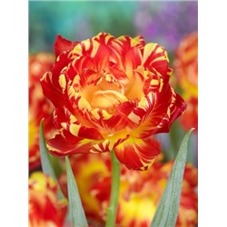 Абба Флэйм (Tulipa Abba Flame)