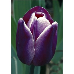 Арабиан Мистери (Tulipa Arabian Mystery)